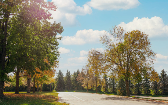 The woods surrounding campus in the fall time