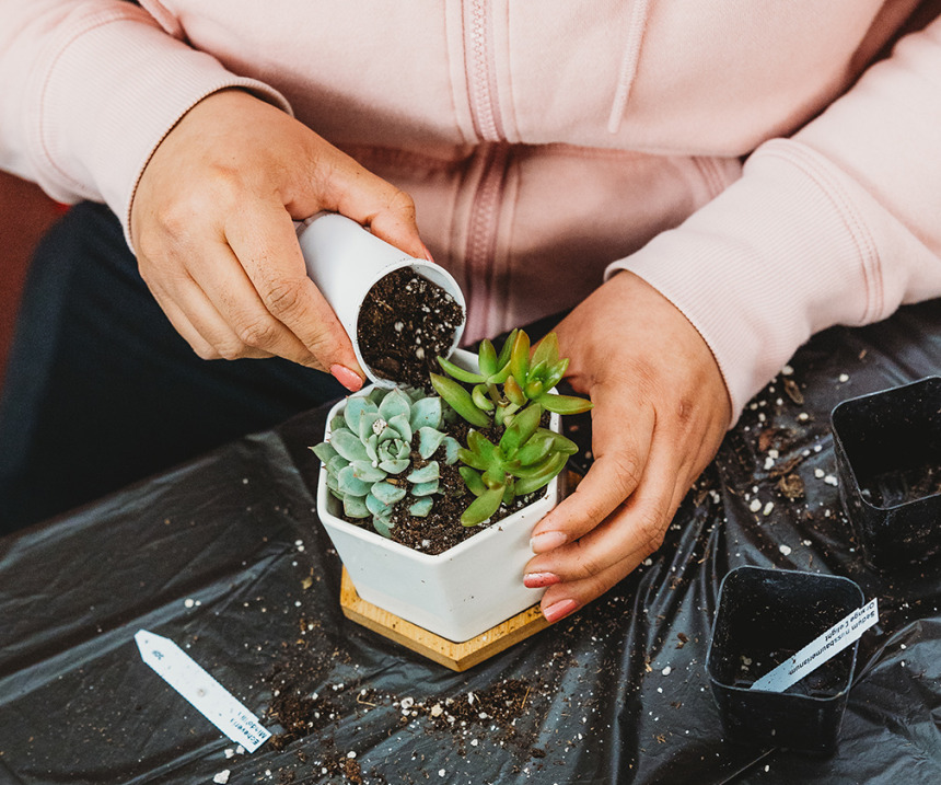 A person adding soil to a succulent pot