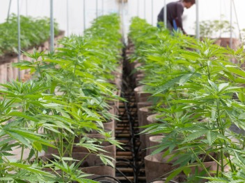 Cannabis plants in a growing facility